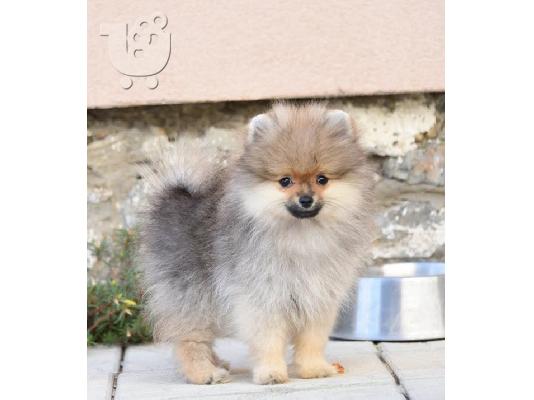 Pomeranians